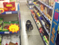 汪星人跑到药店蹭空调 店员：又呆萌又无奈