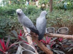 鹦鹉不是想养就养的  还得去办许可手续