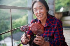 女子进山捡蘑菇 采回近五斤野生灵芝