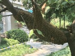 密集恐惧症慎入！重庆一小区树干现巨型蜂巢