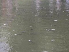 公园的鱼为吸个氧集体翻塘  被市民打捞宰杀