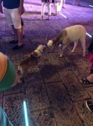 重庆街头行人遛山羊  羊主人：它能治失眠