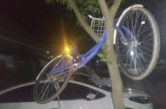 自行车被“停”树干上 路人：纯耍帅还是防盗？