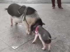 重庆一夫妇街头遛2只猪和2只狗 画面逗趣引围观