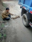 车子不小心压死狗赔了3000元 狗主人却将尸体扔进垃圾桶