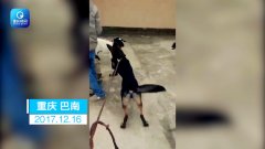 男子自拍家犬撕咬活羊炫耀 笑称“像狮子老虎锁喉”