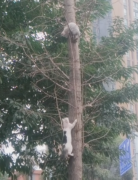 两只“冲天猫”拼命上树  只为抓麻雀