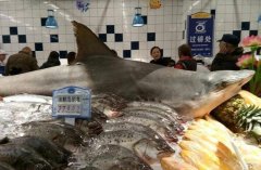 永川一只鲨鱼成了网红 还啃着菠萝露出微笑