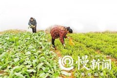 老父老母1700公里送菜让无数人泪奔