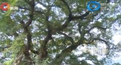 重庆主城现存最老黄葛树在这里 树龄达800年