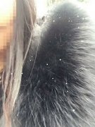 奉节县城飘起雪米子