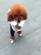 重庆街头现“人形犬”  背着书包走路