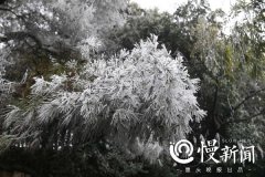 缙云山下雪啦 银妆素裹分外妖娆