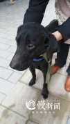 一只拉布拉多在宠物店住了个多月  主人始终没来接它