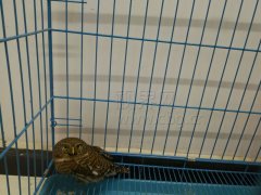 “猫头鹰”误闯市区 真身竟是斑头鸺鹠