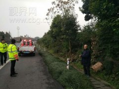 老人高速路砍树 只为熏腊肉