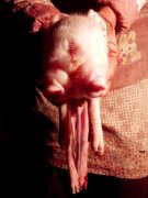 小猪仔刚出生 主人发现它长两头三眼