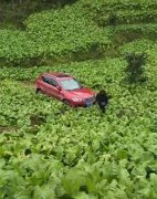 红色私家车冲入嫩绿田地 画风扎眼引围观