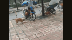 橘猫和小黄狗路边“相爱相杀”  画风逗趣