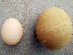 重庆现200克“巨蛋” 市民：又惊又喜