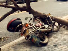 车主将摩托锁在树上  结果树倒了