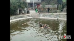 男子果断一跳   救起落水老人