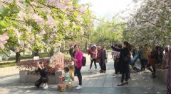 垂丝海棠绽放校园 老少校友共赏春花