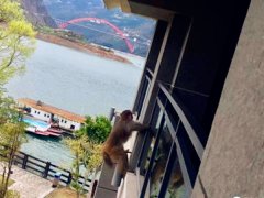 酒店阳台跑来“不速之客” 房客被吓睡意全无