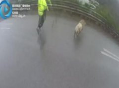 “二师兄” 误上高速 执法人员上演“捉猪记”