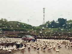 近百只鹅马路上“散步” 过往车主进退两难