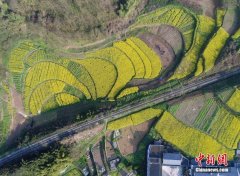 美！重庆万盛乡村梯田绽放绚丽春色