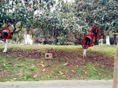 “熊孩子”公园爬树玩   家长袖手旁观