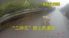 “二师兄”高速路上任性乱窜 与执法人员玩起了躲猫猫