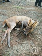 这只奇怪的动物被捕兽夹“咬”断腿   紧急截肢后将放归野外