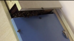 数百只蜜蜂侵入高校女生宿舍  主人吓得“躲”进宾馆