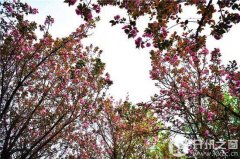 早春三月花意浓 樱花绽放踏春来