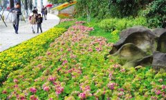 北滨路道旁鲜花惹人爱 市民边赶路边欣赏