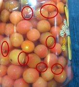 刚买的樱桃回家泡酒后  竟成了“蛆酒”