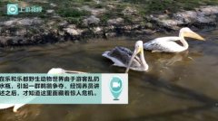 游客扔塑料瓶引鹈鹕争抢   饲养员：它们吞进去就惨了