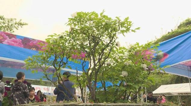 微信图片_20180407100943