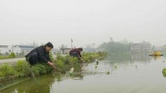 这个家伙养在池塘里 1天可过滤100升水