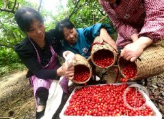 璧山有个“樱桃谷” 8000亩樱红樱桃好壮观