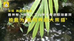 植物”大熊猫”再现重庆南山