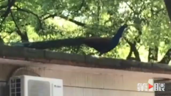 市民报料孔雀“越狱”了  动物园说不用慌