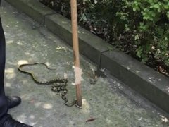 1米长的菜花蛇校内出没  吓坏路过的学生