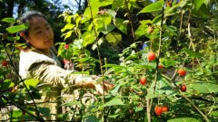 “三月泡”长这样 吃过的请举手