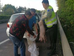 小乳猪误闯高速  浑身都是伤