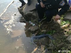 娃娃鱼被困  想要回归水域却又力不从心