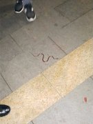 小区深夜有蛇出没 横在路中间