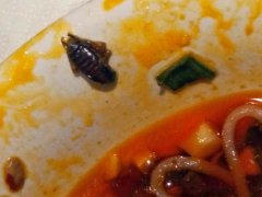 吃火锅发现蟑螂   服务员却说顾客“装怪”